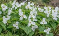 White Trillium grandiflorum, bright white flowering plants